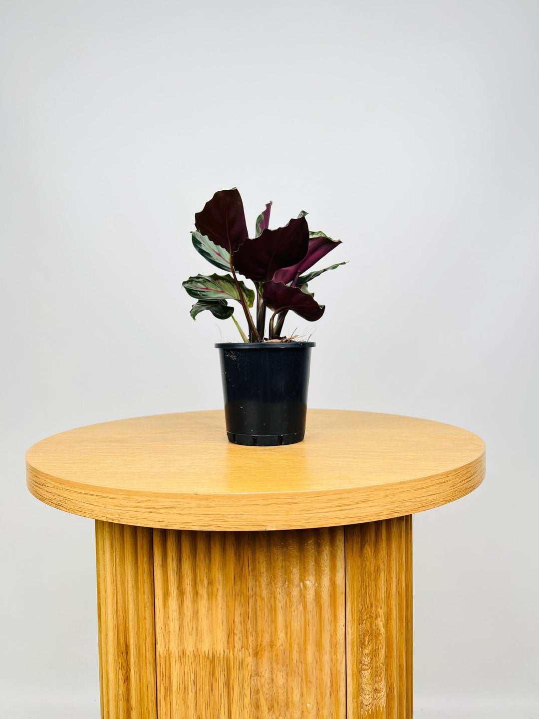 Calathea Northern Lights | Uprooted