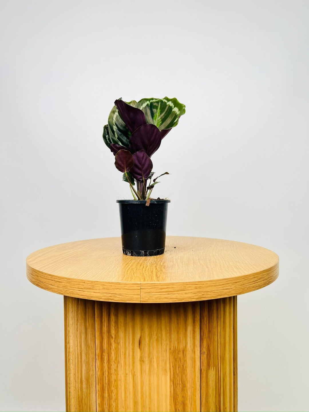 Calathea Northern Lights | Uprooted