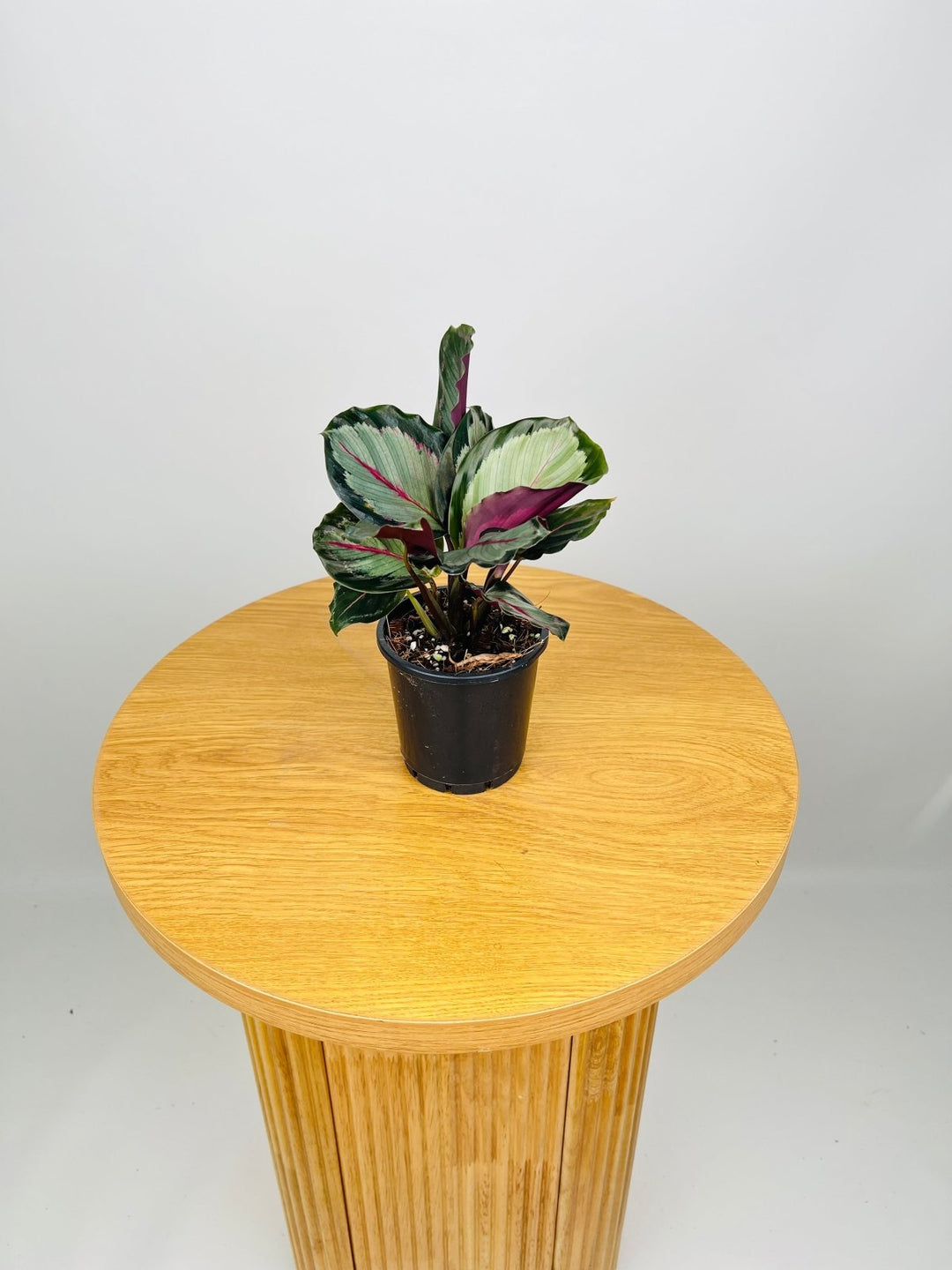 Calathea Northern Lights | Uprooted