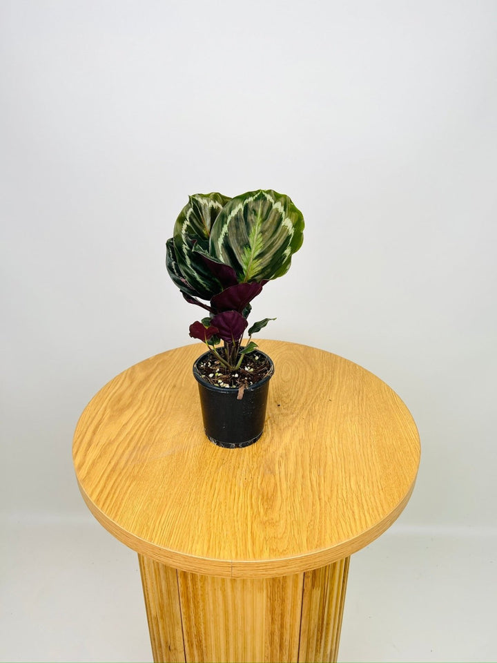 Calathea Northern Lights | Uprooted