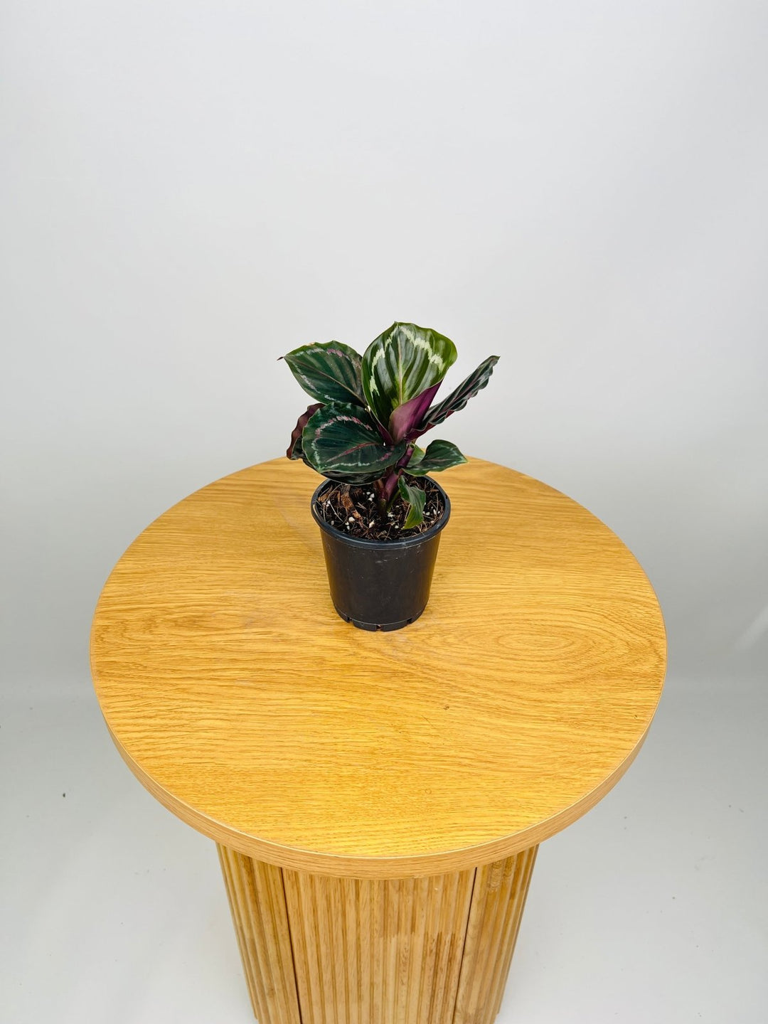 Calathea Northern Lights | Uprooted