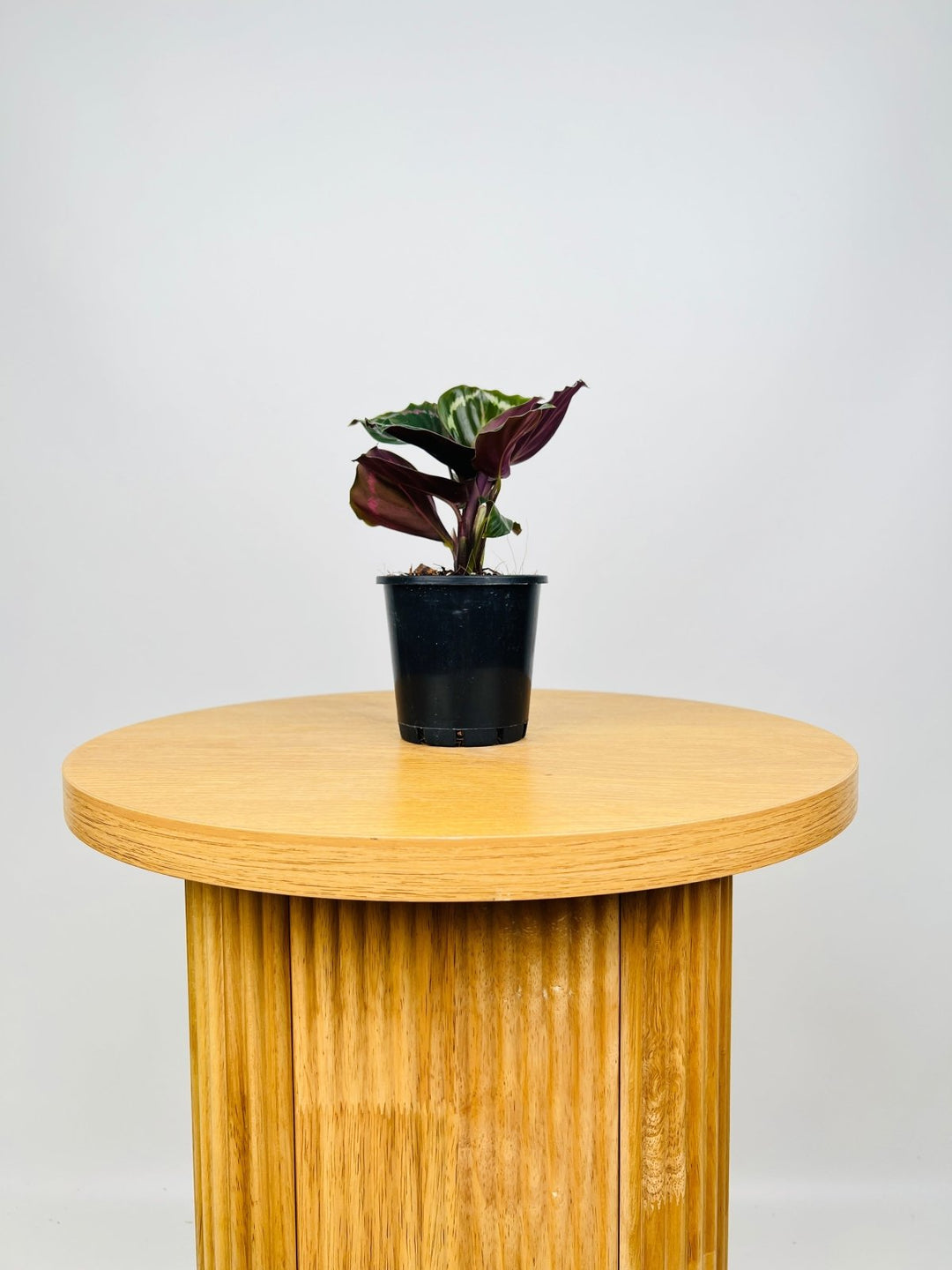 Calathea Northern Lights | Uprooted