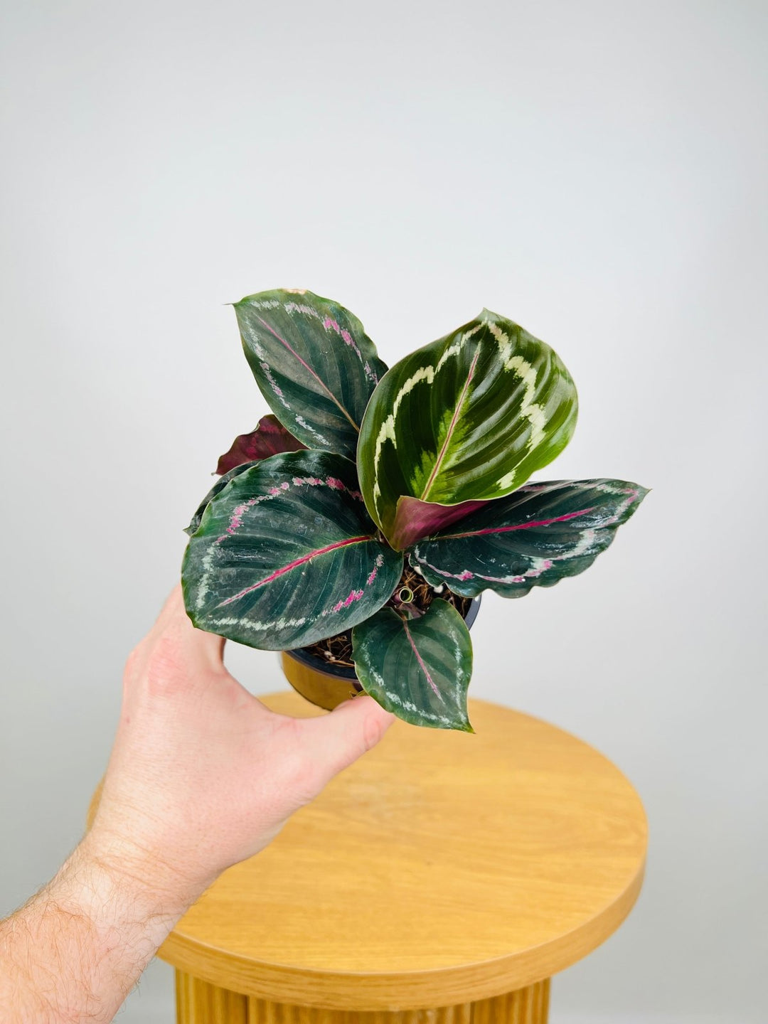 Calathea Northern Lights | Uprooted