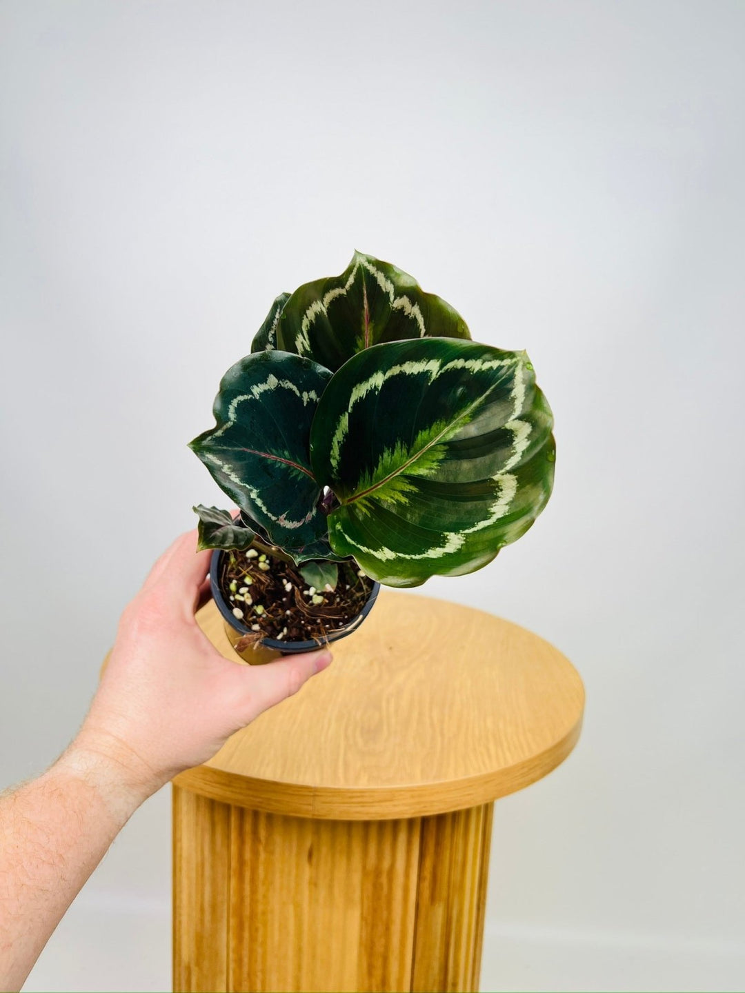 Calathea Northern Lights | Uprooted