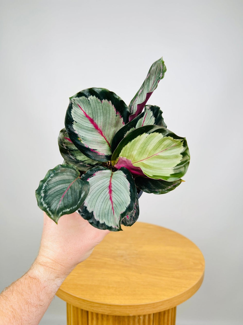 Calathea Northern Lights | Uprooted