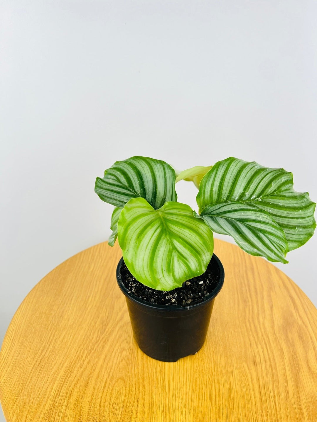 Calathea Orbifolia | Uprooted