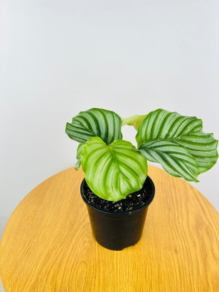 Calathea Orbifolia | Uprooted