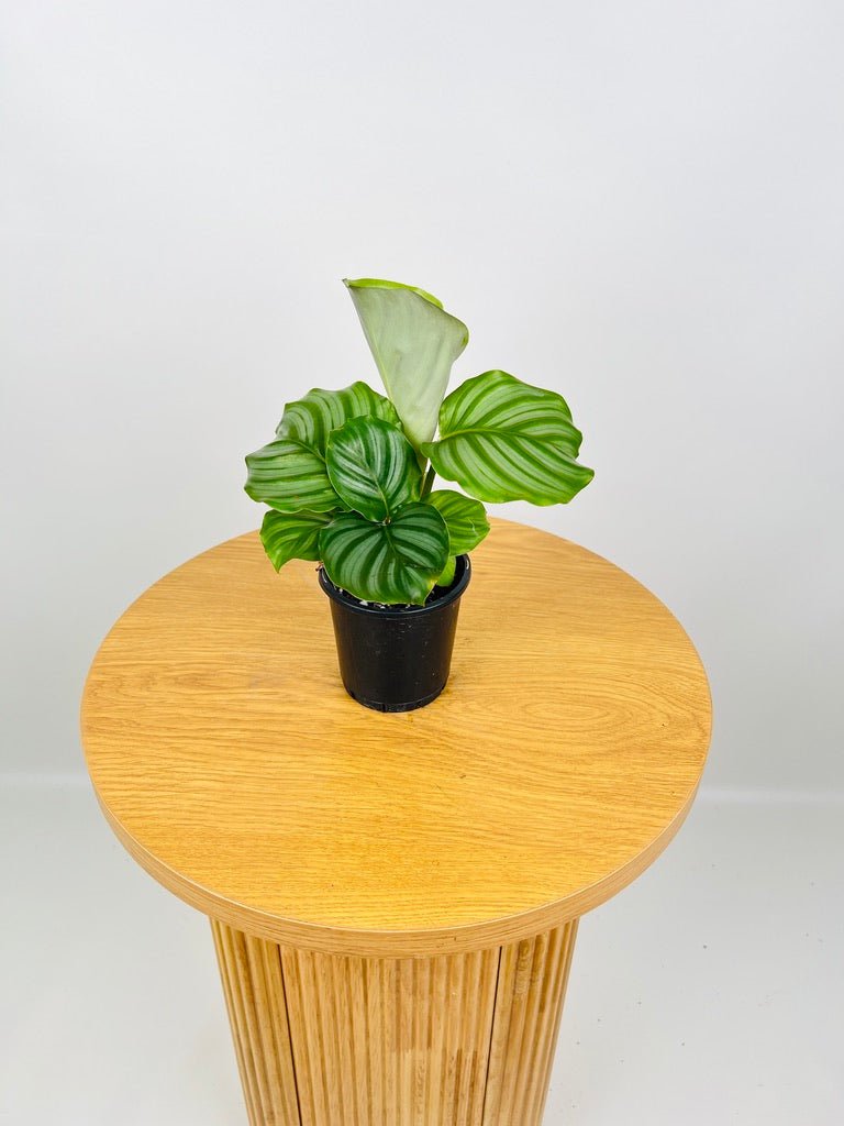 Calathea Orbifolia | Uprooted