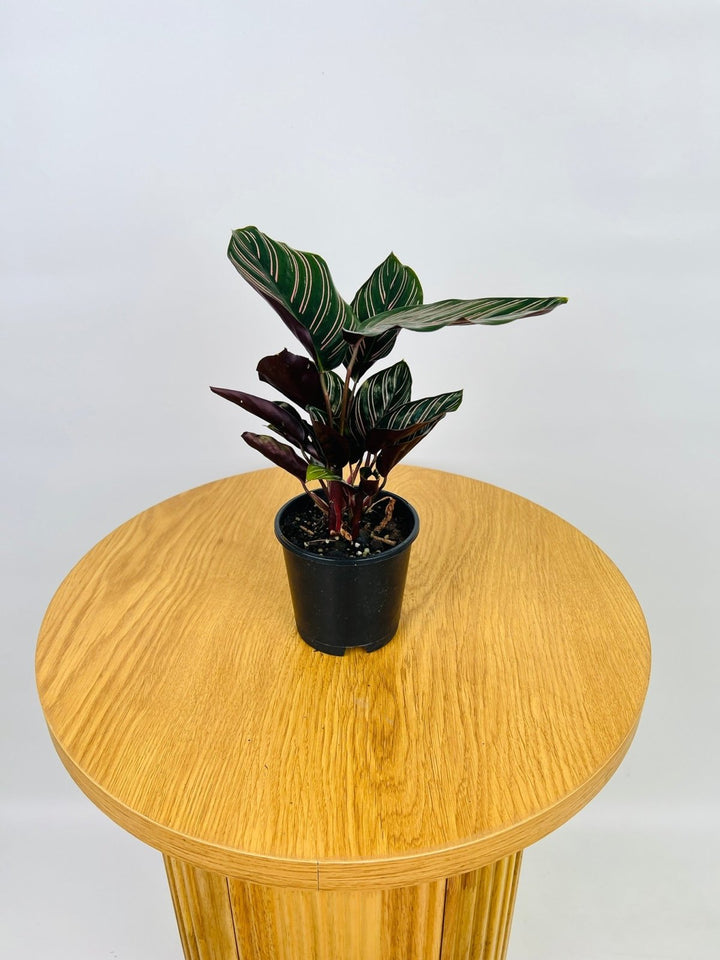 Calathea Ornata Sanderiana | Uprooted