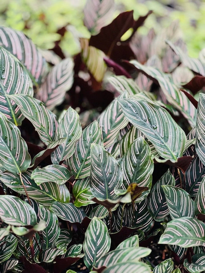 Calathea Ornata Sanderiana | Uprooted