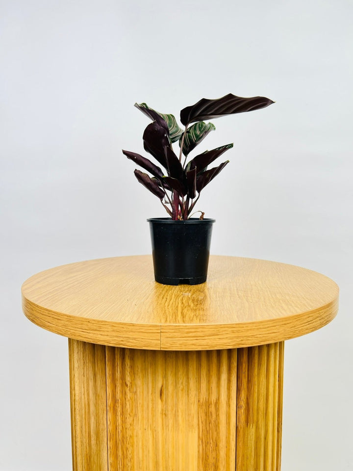 Calathea Ornata Sanderiana | Uprooted