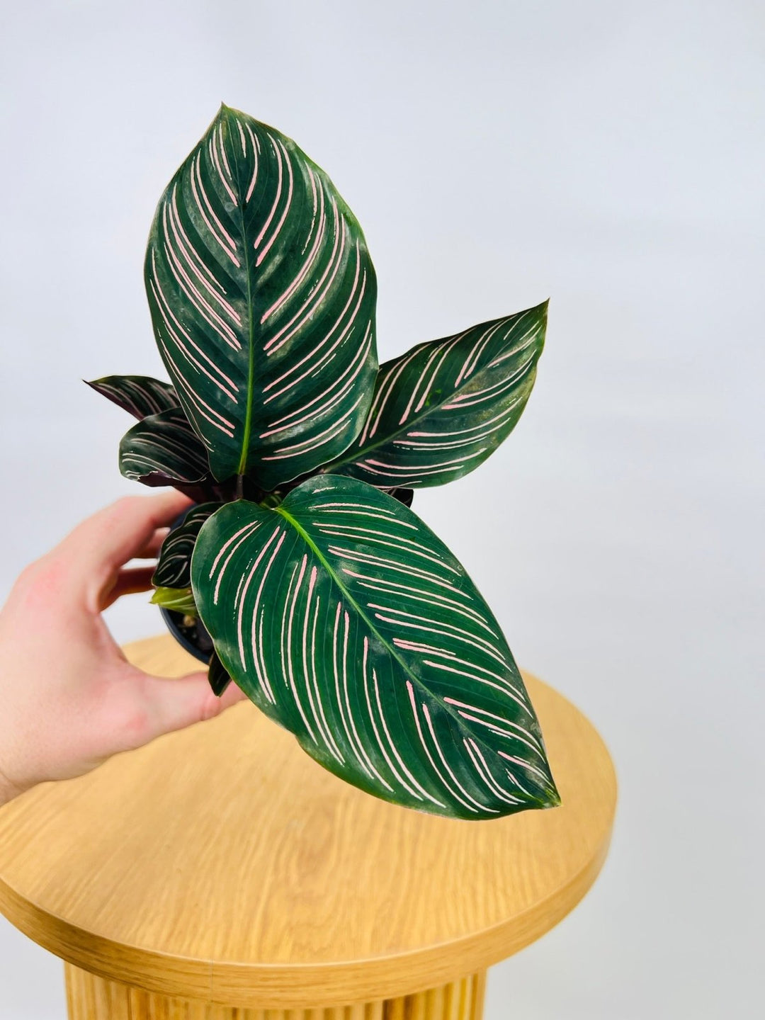 Calathea Ornata Sanderiana | Uprooted