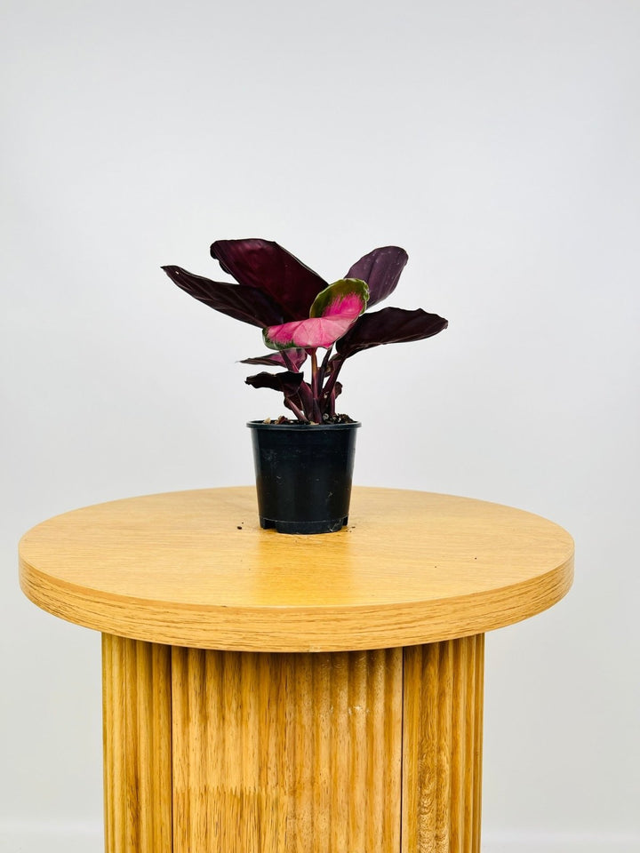 Calathea Rosey | Uprooted