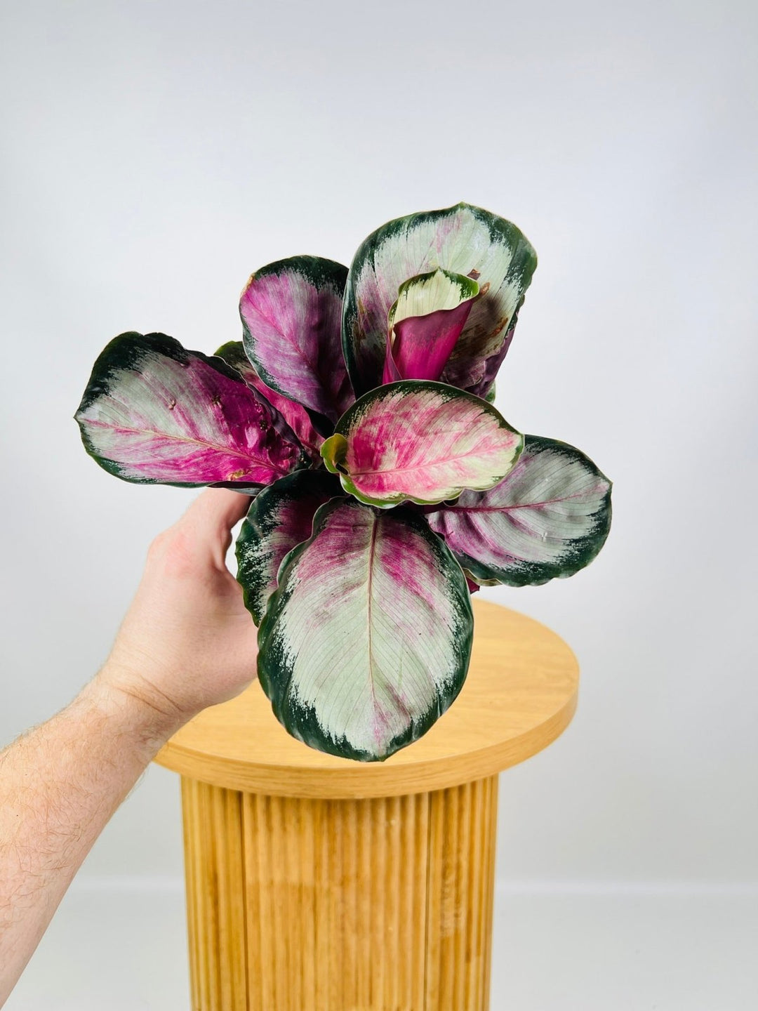 Calathea Rosey | Uprooted