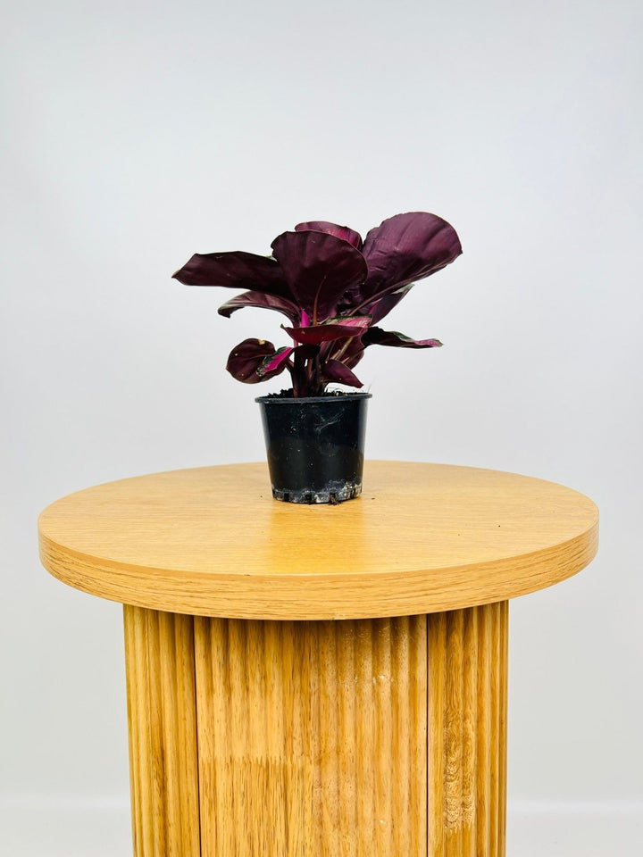 Calathea Rosey | Uprooted