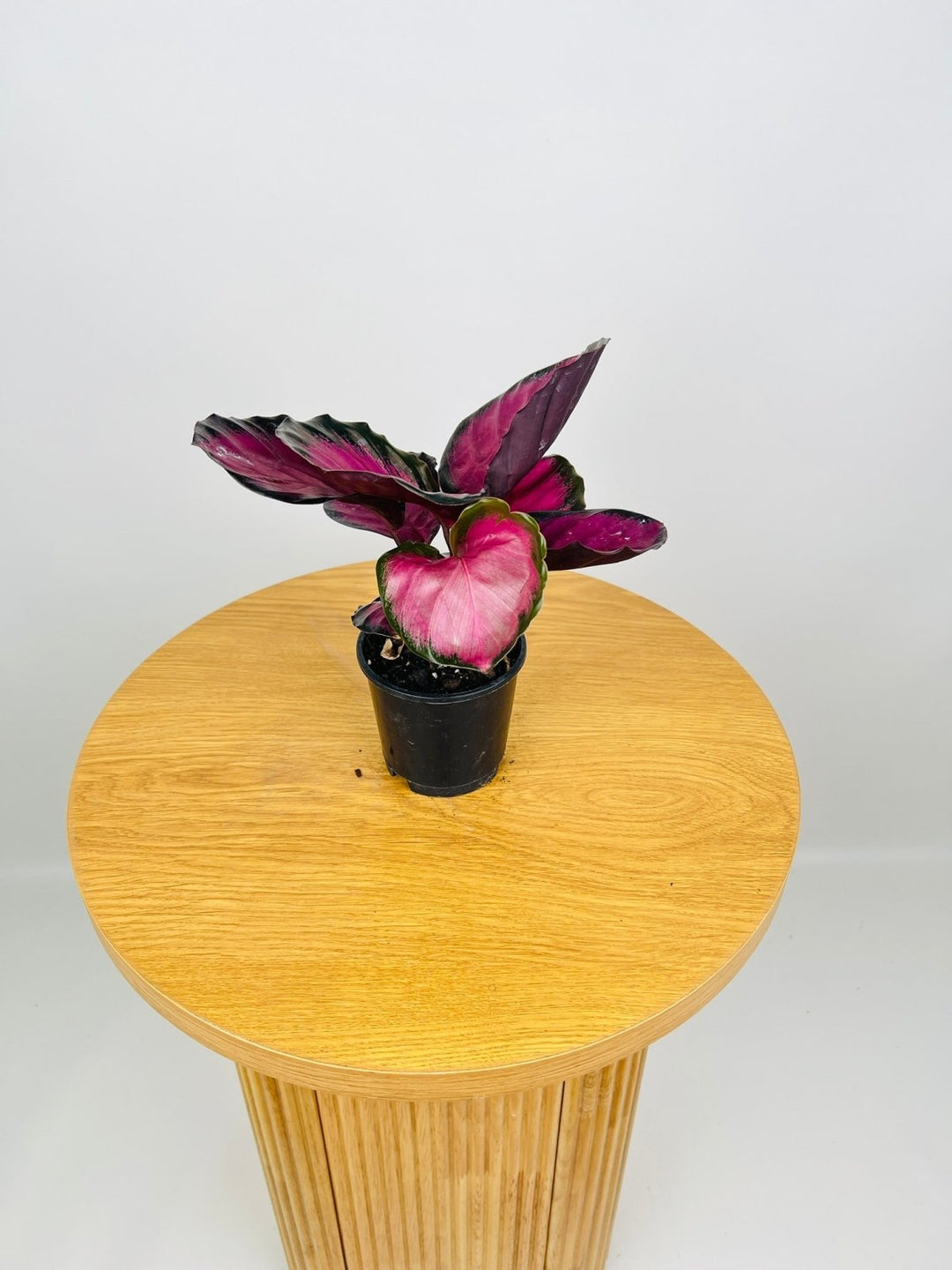 Calathea Rosey | Uprooted