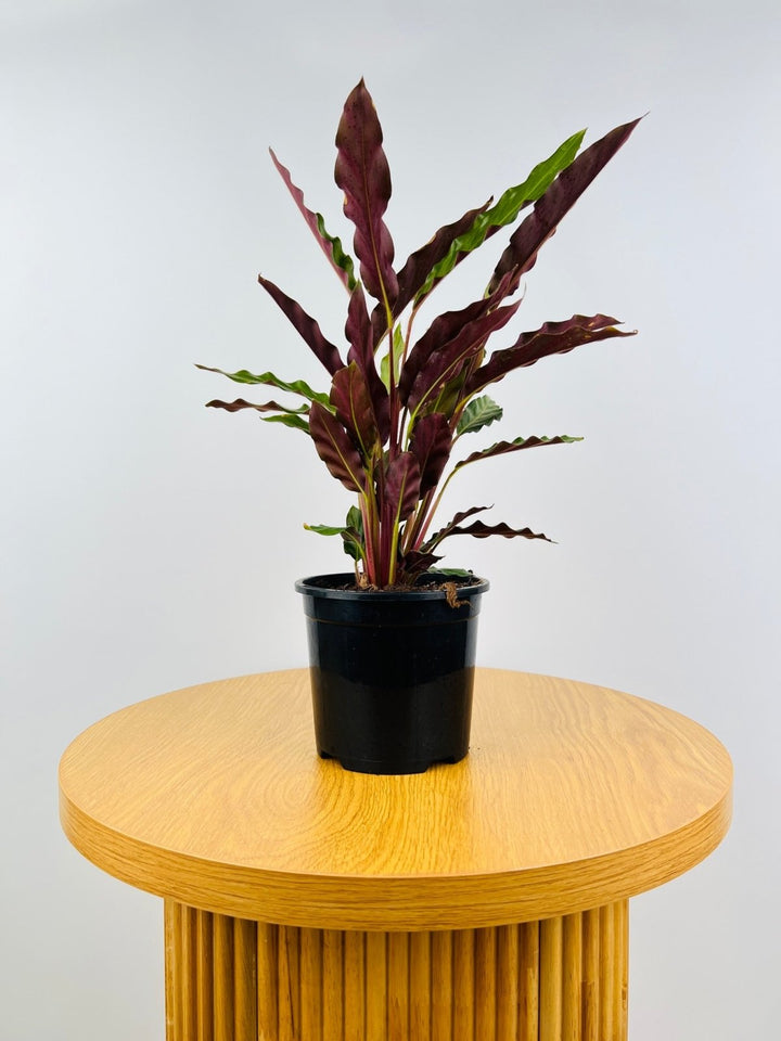 Calathea Rufibarba | Uprooted