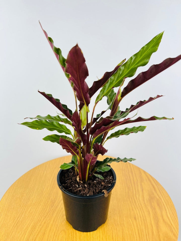 Calathea Rufibarba | Uprooted