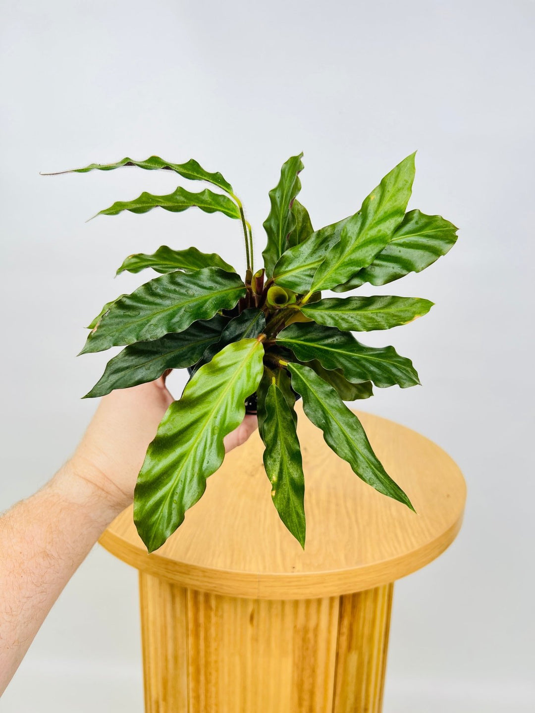 Calathea Rufibarba | Uprooted