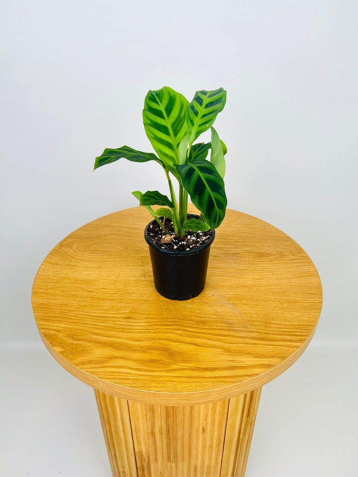 Calathea Zebrina | Uprooted