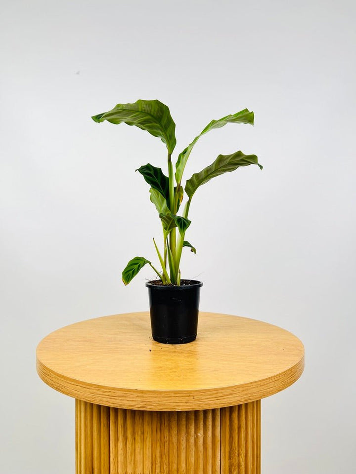 Calathea Zebrina | Uprooted