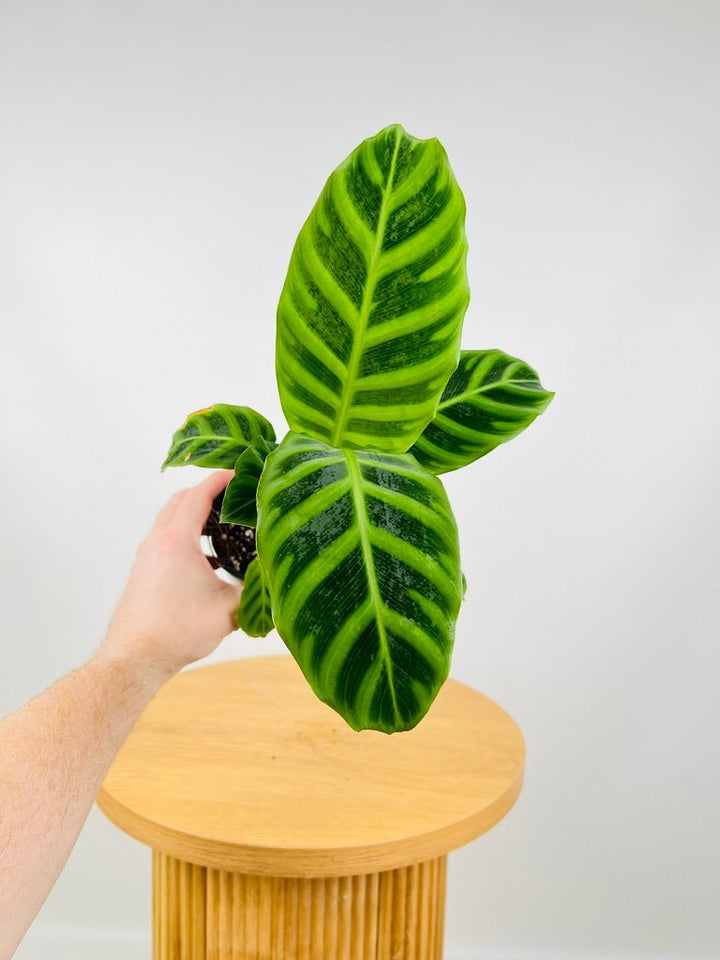 Calathea Zebrina | Uprooted