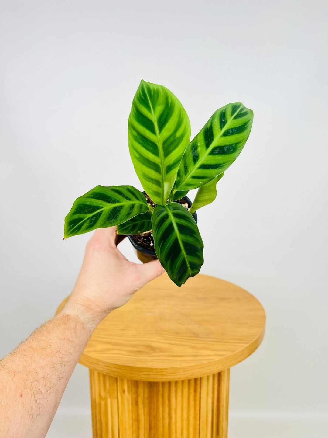 Calathea Zebrina | Uprooted