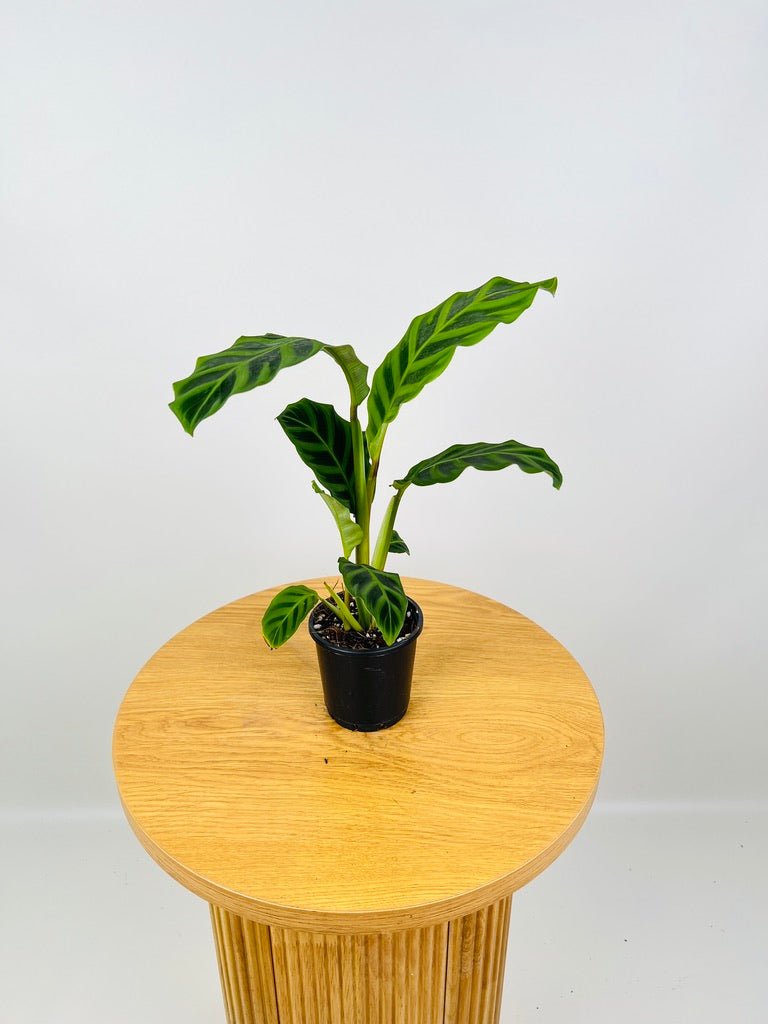 Calathea Zebrina | Uprooted