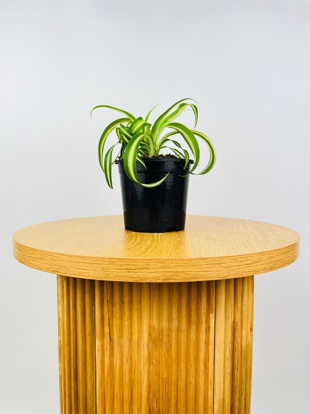 Chlorophytum Comosum - Curly Spider Plant | Uprooted