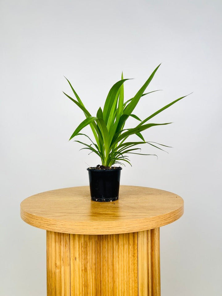 Chlorophytum Comosum - Spider Plant - Green | Uprooted