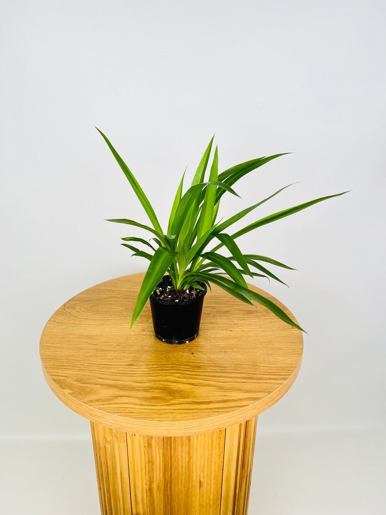 Chlorophytum Comosum - Spider Plant - Green | Uprooted