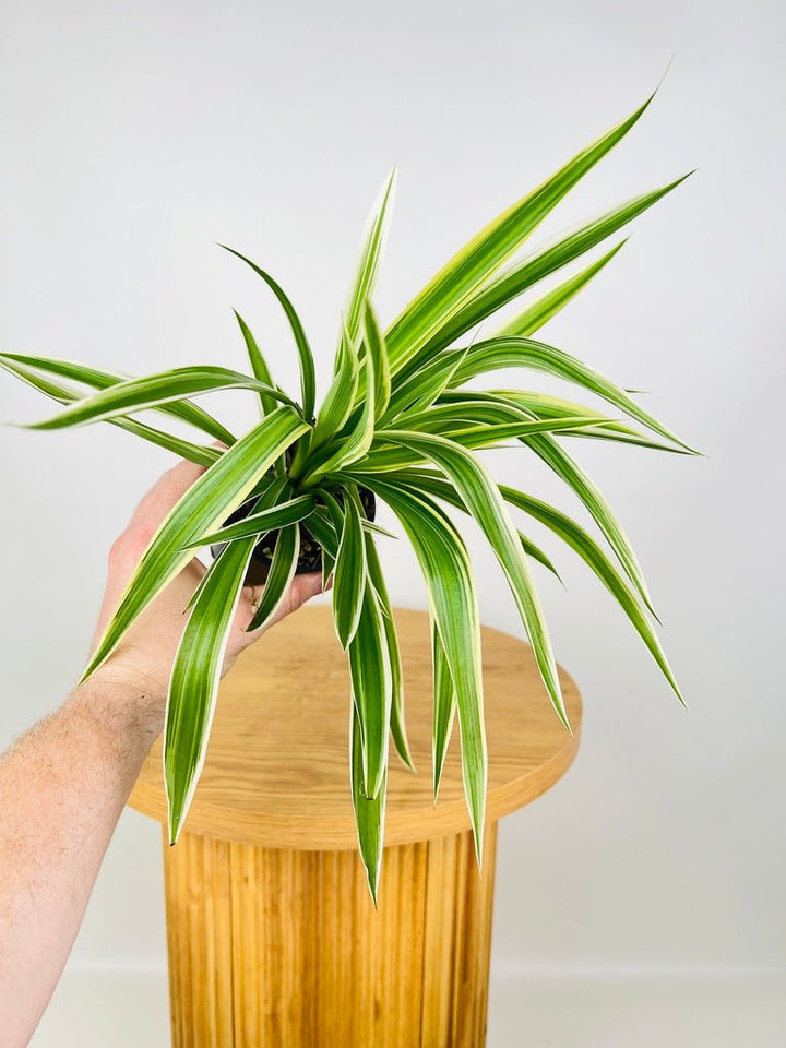 Chlorophytum Comosum Variegatum - Spider Plant - Outside Variegated | Uprooted