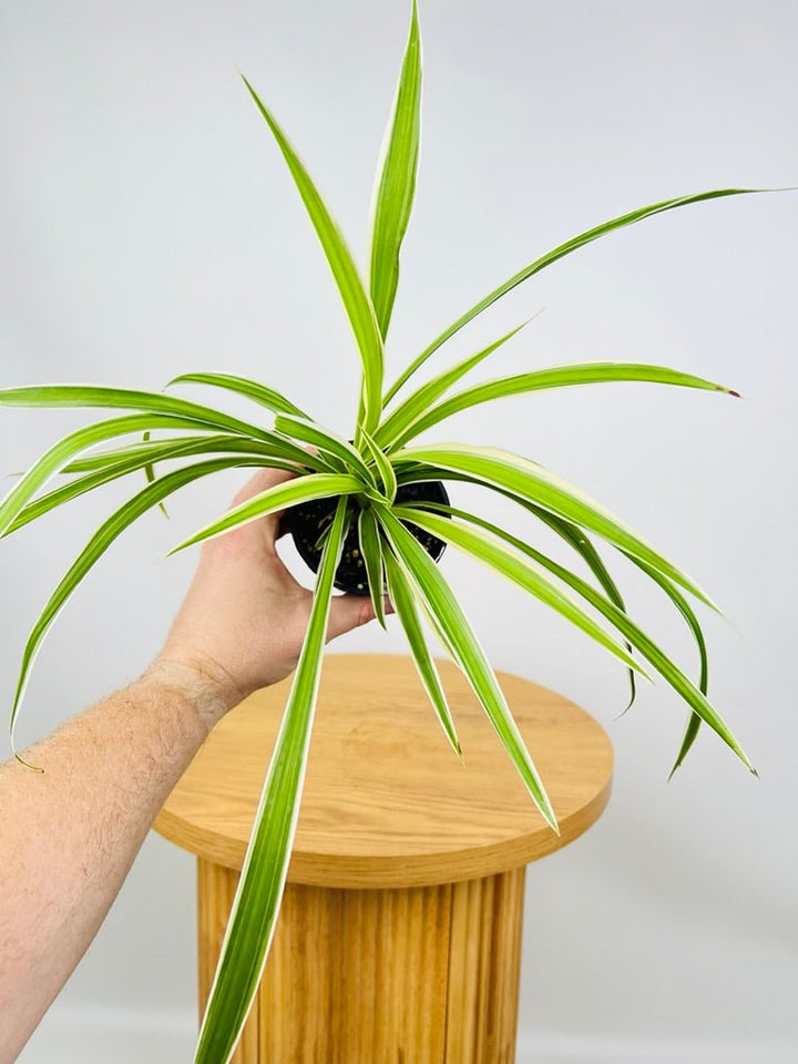 Chlorophytum Comosum Variegatum - Spider Plant - Outside Variegated | Uprooted