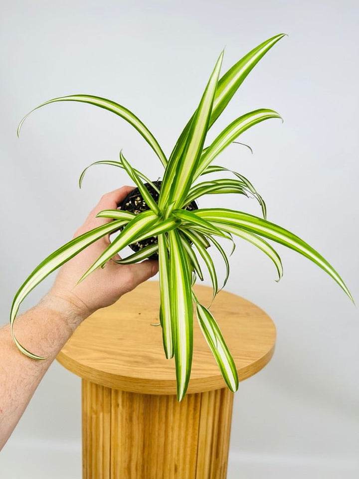 Chlorophytum Comosum Vittatum - Spider Plant - Inside Variegated | Uprooted