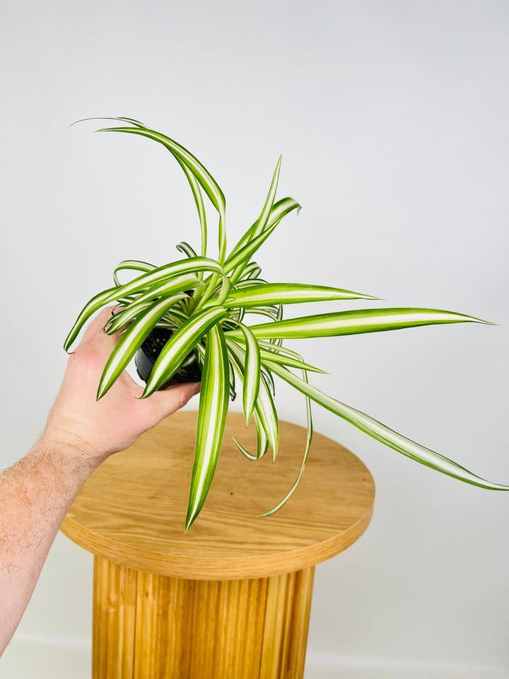 Chlorophytum Comosum Vittatum - Spider Plant - Inside Variegated | Uprooted