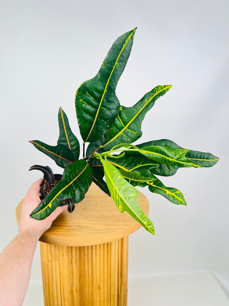 Codiaeum [Croton] - Fiddle Leaf | Uprooted