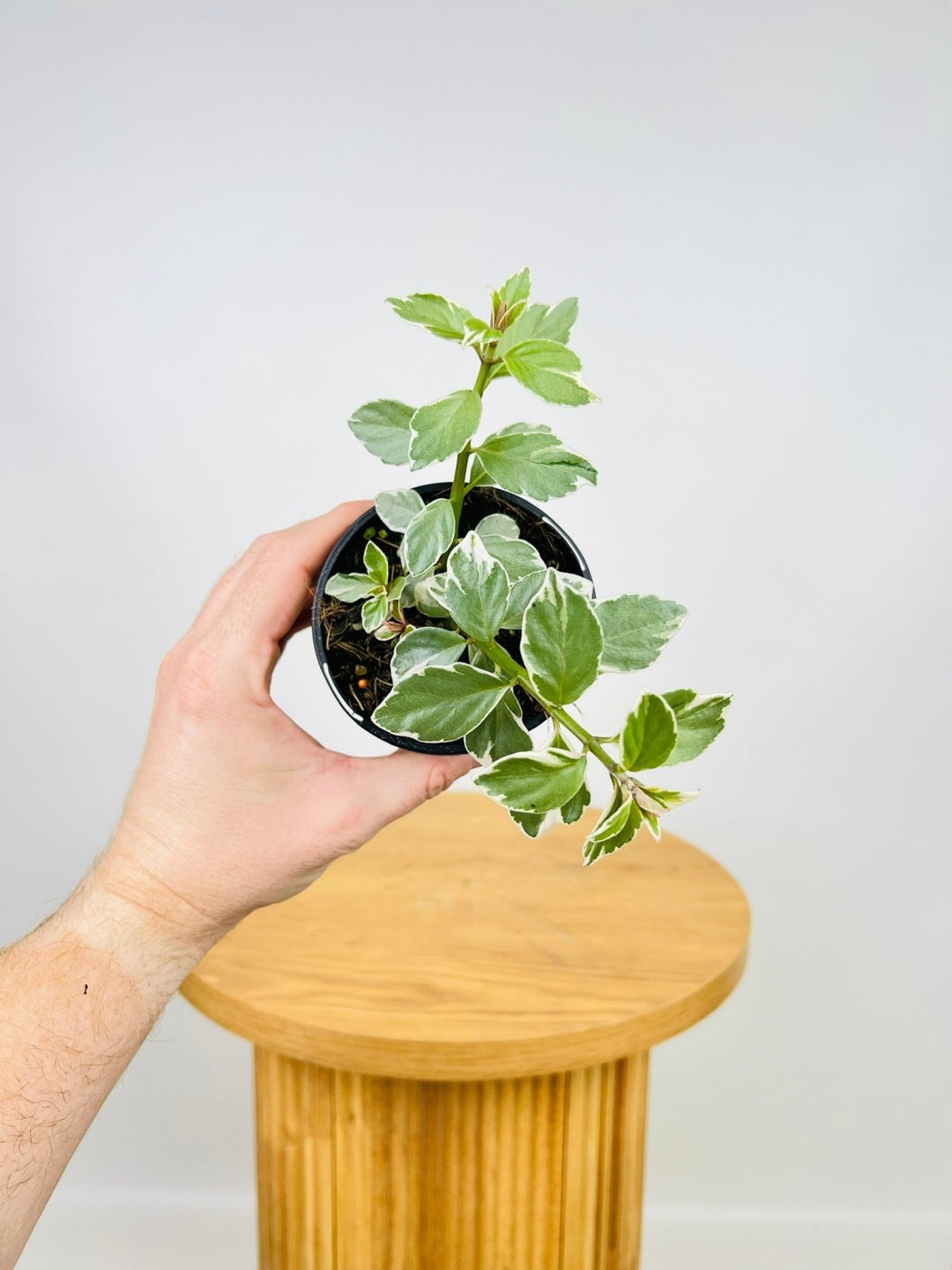 Columnea Hirta Variegata - Goldfish Plant | Uprooted