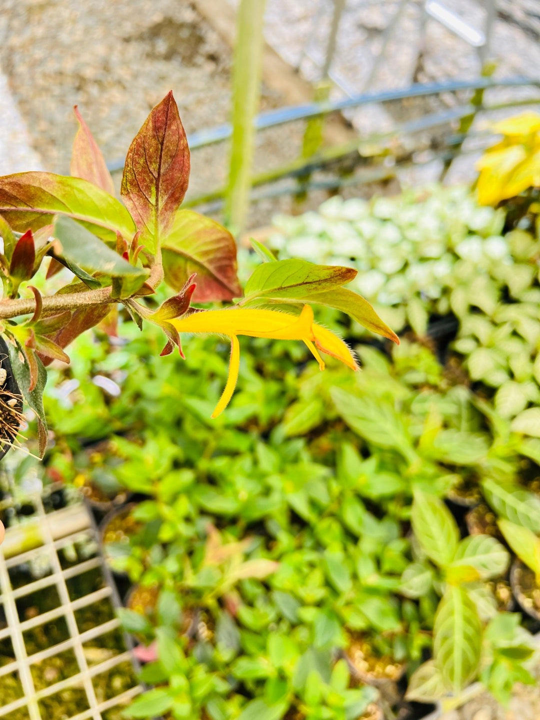 Columnea Mercure - Yellow Lipstick Plant | Uprooted