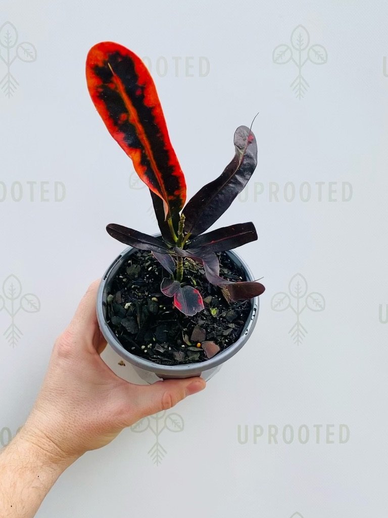 Croton Mammy | Uprooted