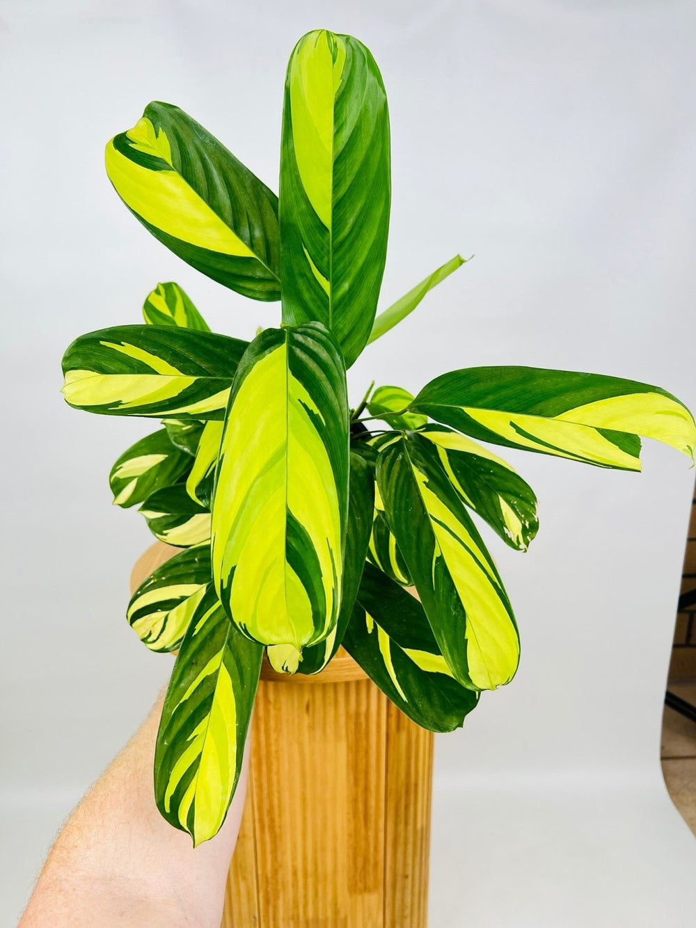 Ctenanthe Lubbersiana - Golden Mosaic - Maxi | Uprooted