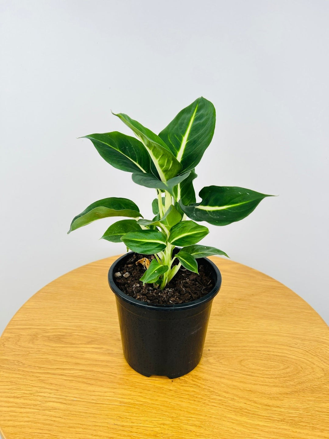 Dieffenbachia Green Magic | Uprooted