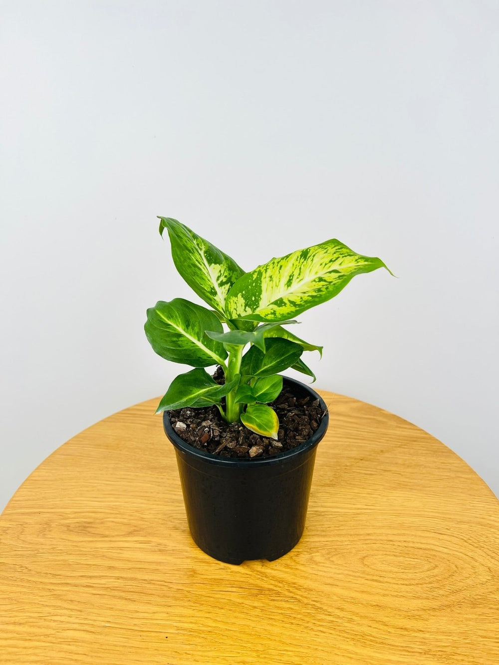 Dieffenbachia Mars | Uprooted