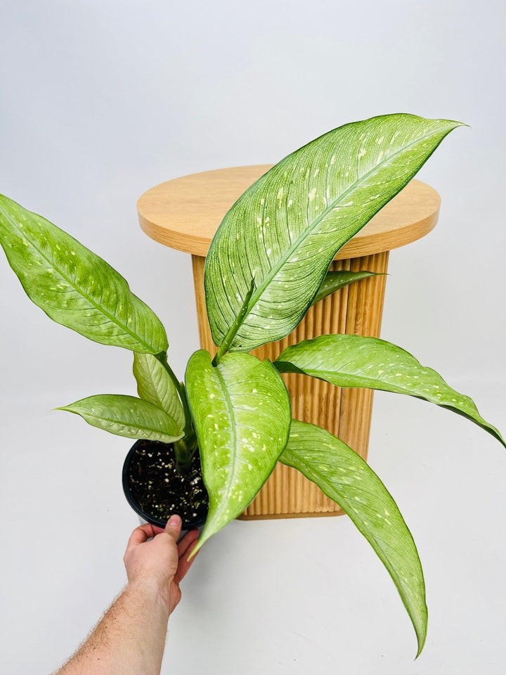 Dieffenbachia Milky Way - Maxi | Uprooted