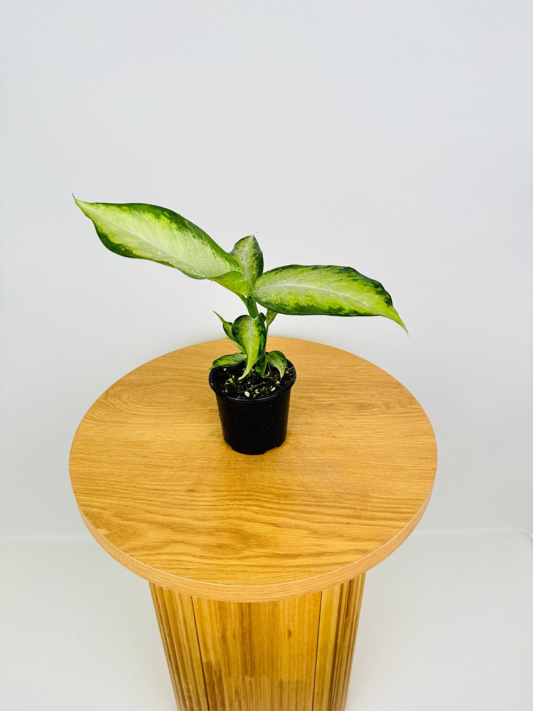 Dieffenbachia Seguine - Wightii | Uprooted