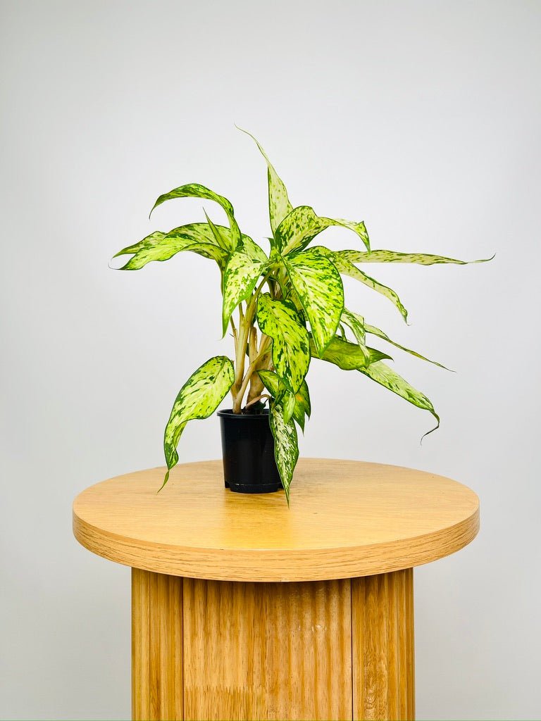 Dieffenbachia Starbright | Uprooted