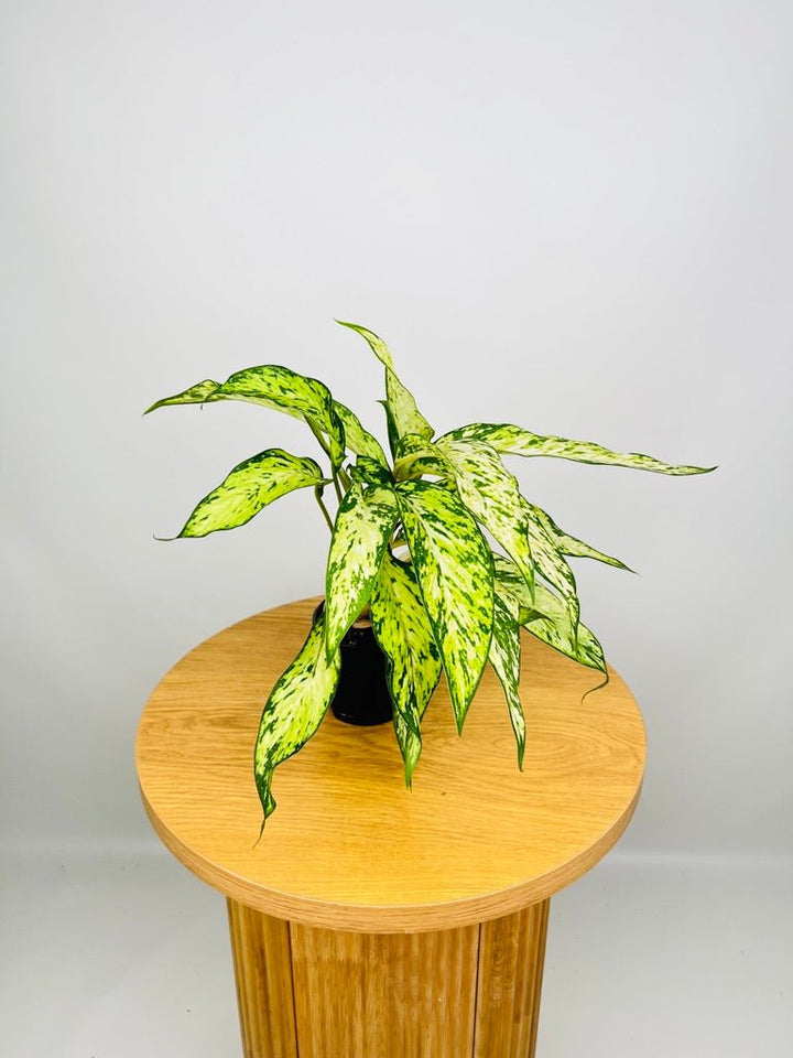 Dieffenbachia Starbright | Uprooted