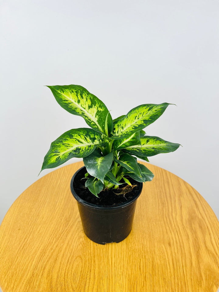 Dieffenbachia Sublime | Uprooted