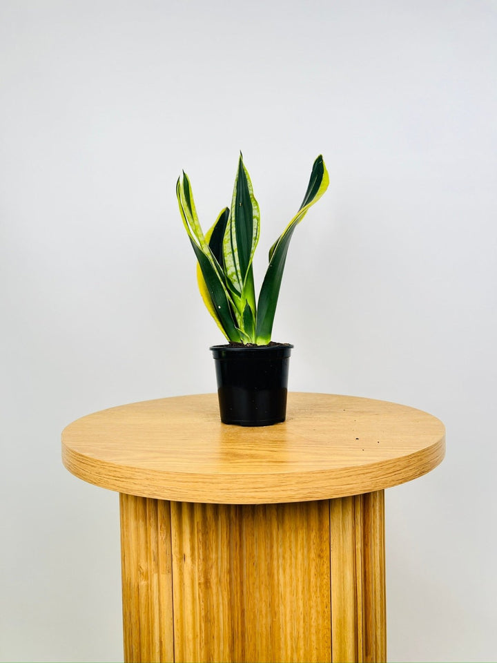 Dracaena Trifasciata Superba - Black Gold | Uprooted