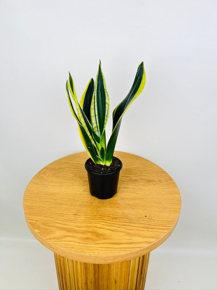 Dracaena Trifasciata Superba - Black Gold | Uprooted