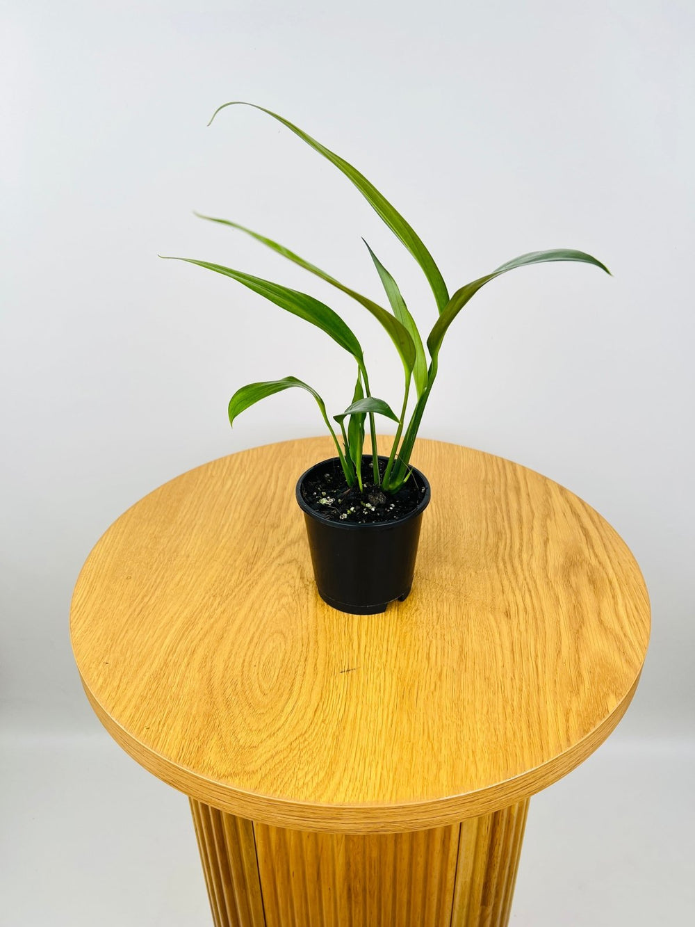 Epipremnum Amplissimum Green | Uprooted